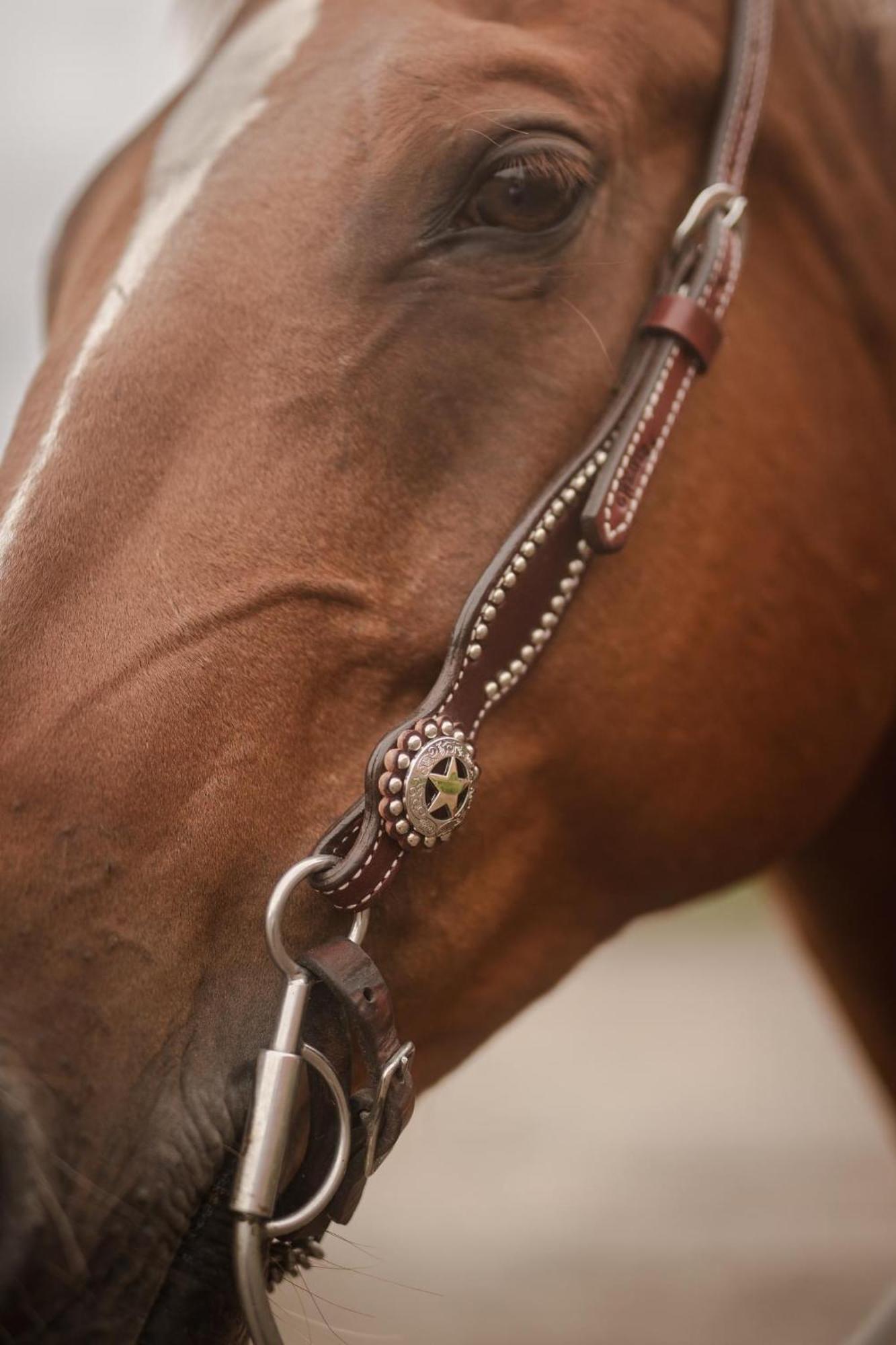 Ulvsby Ranch Western Camp Κάρλσταντ Εξωτερικό φωτογραφία
